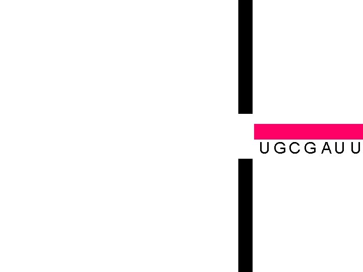  U U UGCG A 