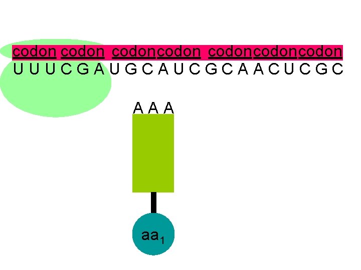 codon codoncodon U U U C G A U G C A U C