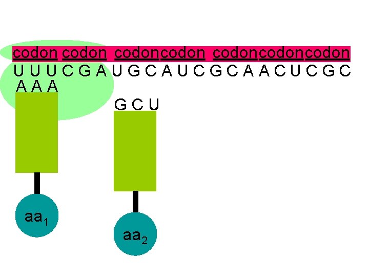 codon codoncodon U U U C G A U G C A U C