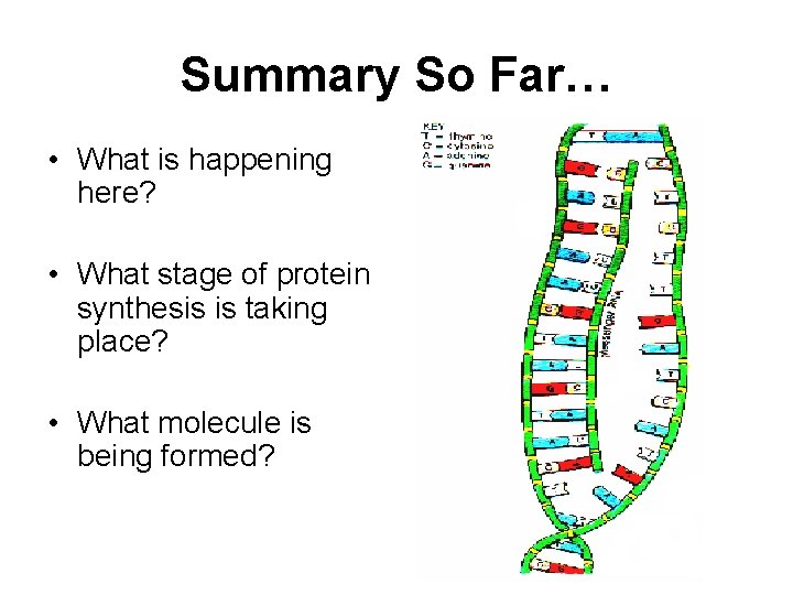 Summary So Far… • What is happening here? • What stage of protein synthesis