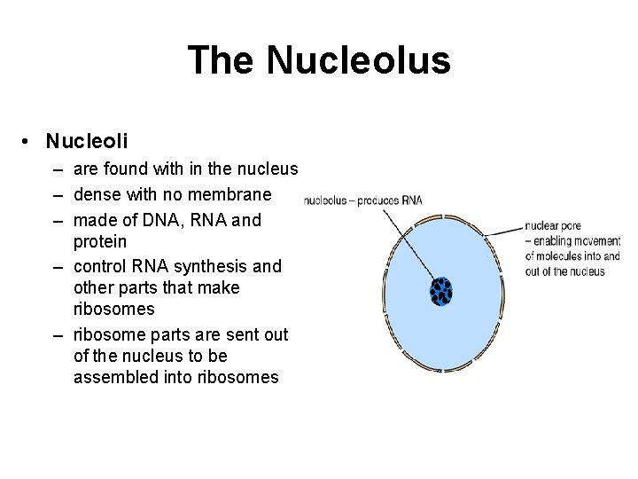 The Nucleolus • Nucleoli – are found with in the nucleus – dense with