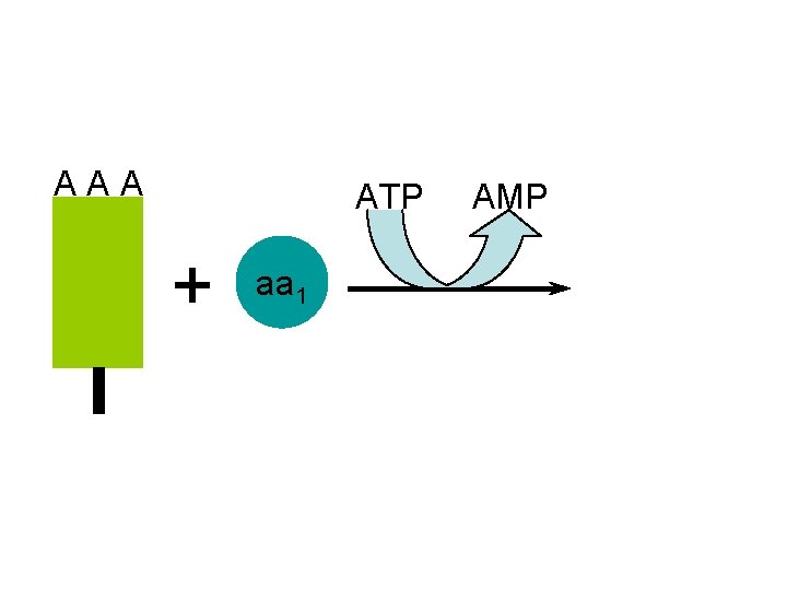 A A A ATP AMP + aa 1 