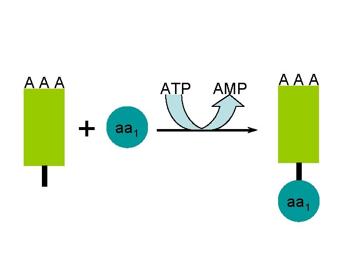 A A A ATP AMP + A A A aa 1 