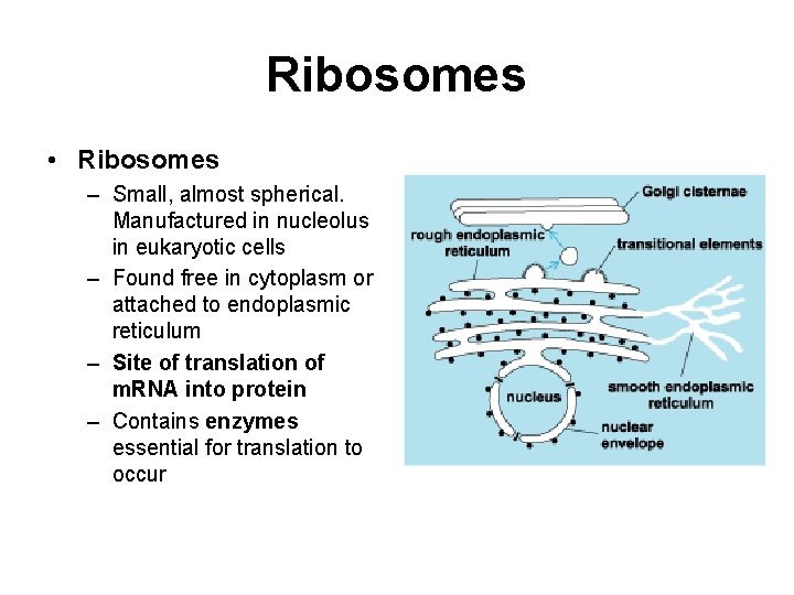 Ribosomes • Ribosomes – Small, almost spherical. Manufactured in nucleolus in eukaryotic cells –
