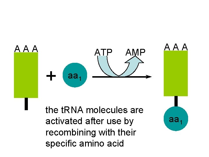 A A A ATP AMP + A A A aa 1 the t. RNA