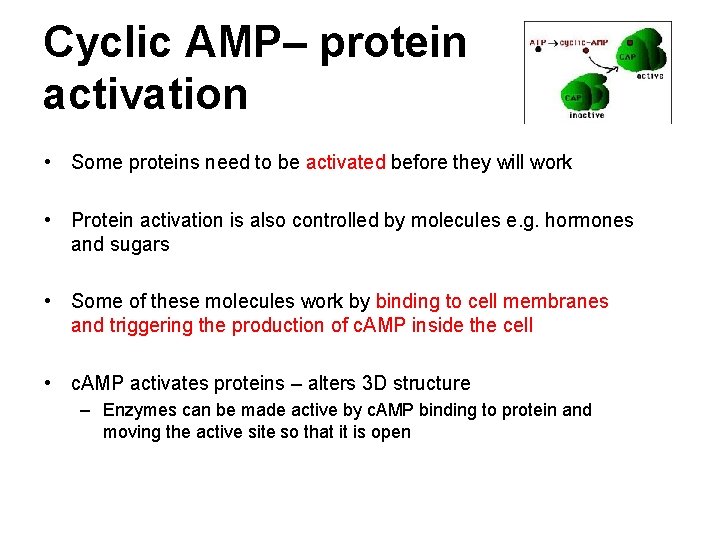 Cyclic AMP– protein activation • Some proteins need to be activated before they will