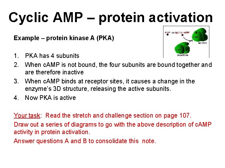 Cyclic AMP – protein activation Example – protein kinase A (PKA) 1. PKA has