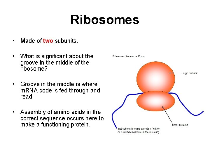 Ribosomes • Made of two subunits. • What is significant about the groove in