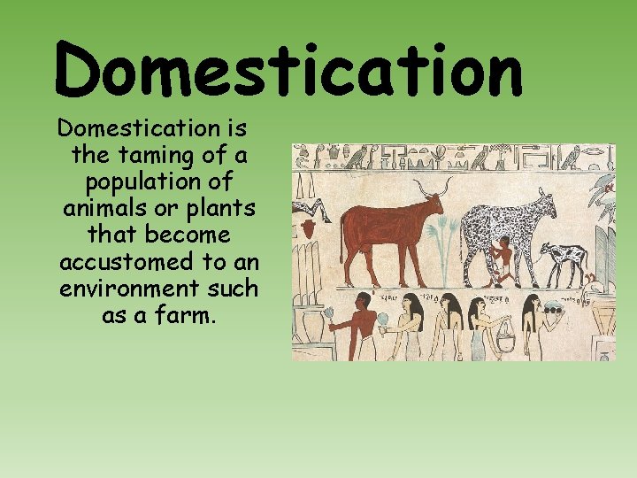 Domestication is the taming of a population of animals or plants that become accustomed