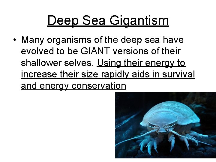 Deep Sea Gigantism • Many organisms of the deep sea have evolved to be