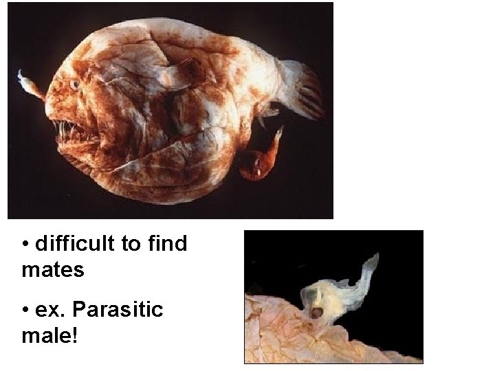  • difficult to find mates • ex. Parasitic male! 