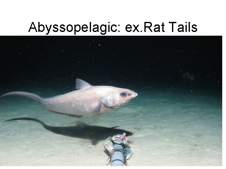 Abyssopelagic: ex. Rat Tails 