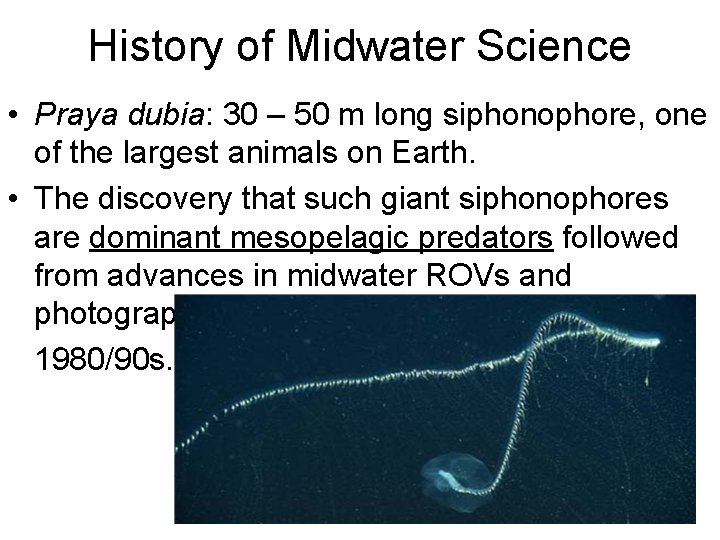 History of Midwater Science • Praya dubia: 30 – 50 m long siphonophore, one