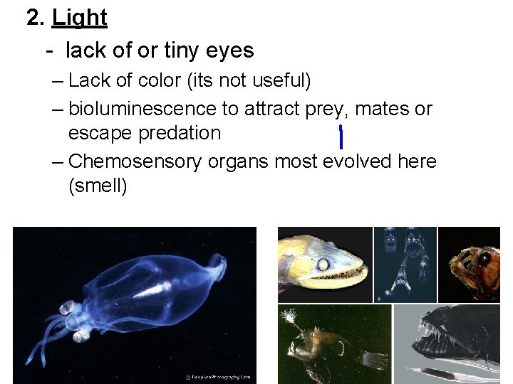2. Light - lack of or tiny eyes – Lack of color (its not