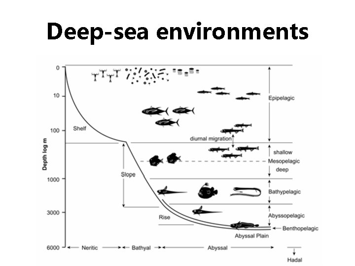 Deep-sea environments 