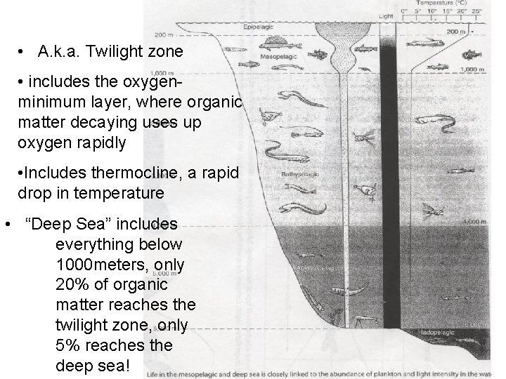 • A. k. a. Twilight zone • includes the oxygenminimum layer, where organic