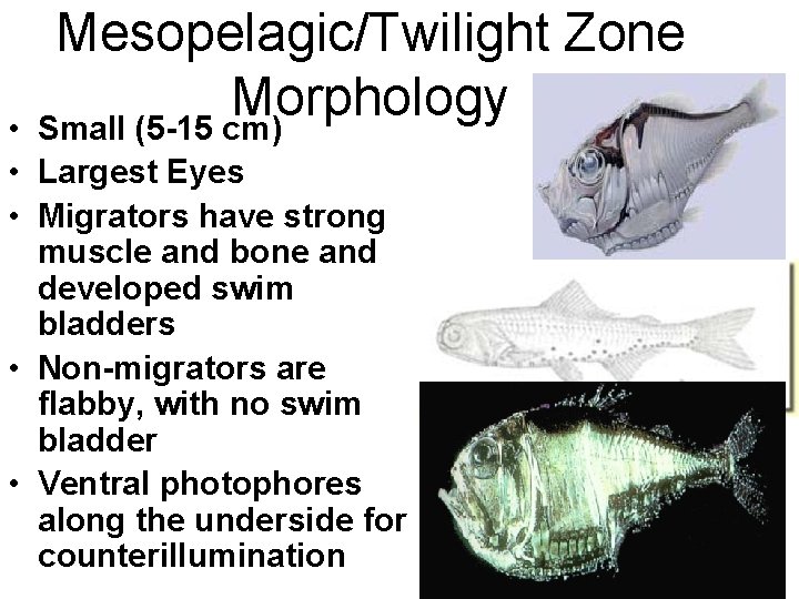 Mesopelagic/Twilight Zone Morphology Small (5 -15 cm) • • Largest Eyes • Migrators have