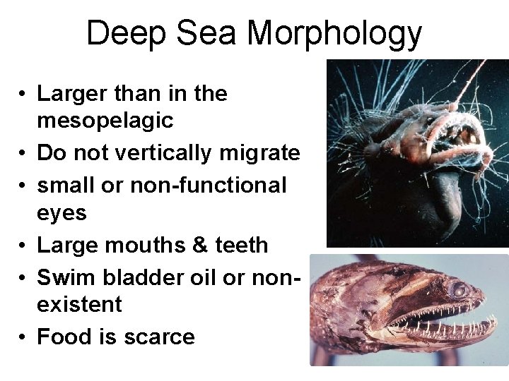 Deep Sea Morphology • Larger than in the mesopelagic • Do not vertically migrate