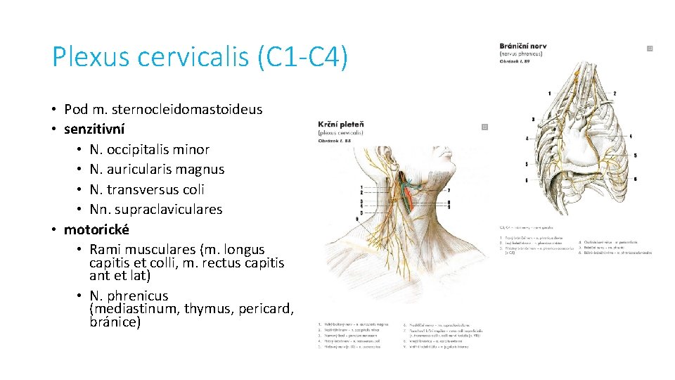 Plexus cervicalis (C 1 -C 4) • Pod m. sternocleidomastoideus • senzitivní • N.