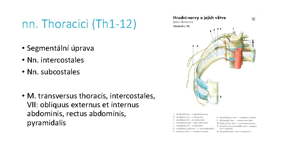 nn. Thoracici (Th 1 -12) • Segmentální úprava • Nn. intercostales • Nn. subcostales
