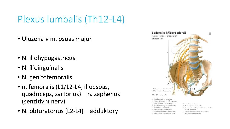 Plexus lumbalis (Th 12 -L 4) • Uložena v m. psoas major • N.