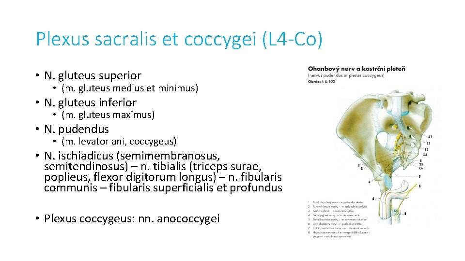 Plexus sacralis et coccygei (L 4 -Co) • N. gluteus superior • (m. gluteus