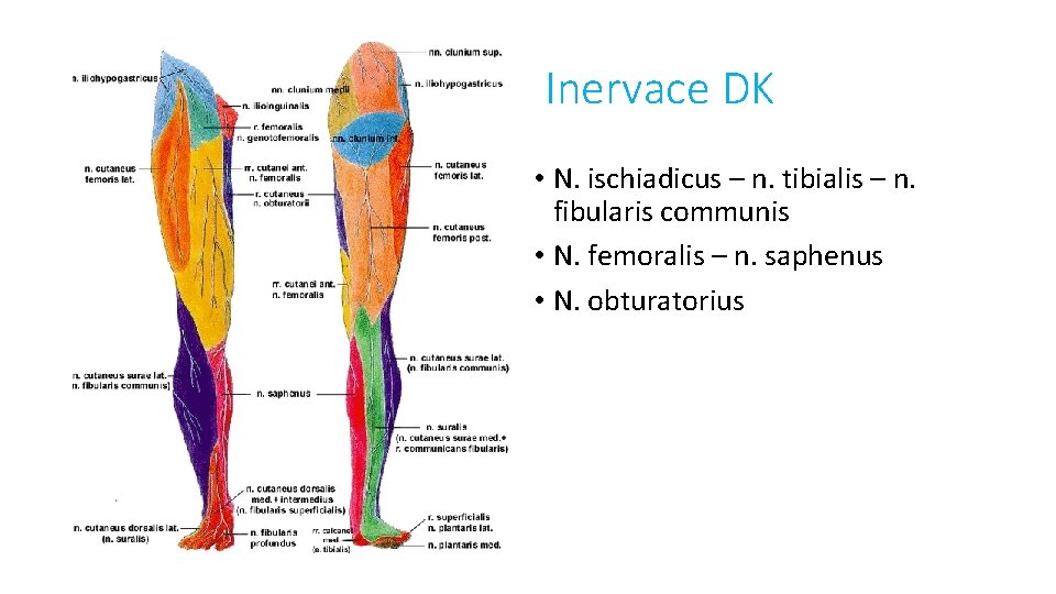 Inervace DK • N. ischiadicus – n. tibialis – n. fibularis communis • N.