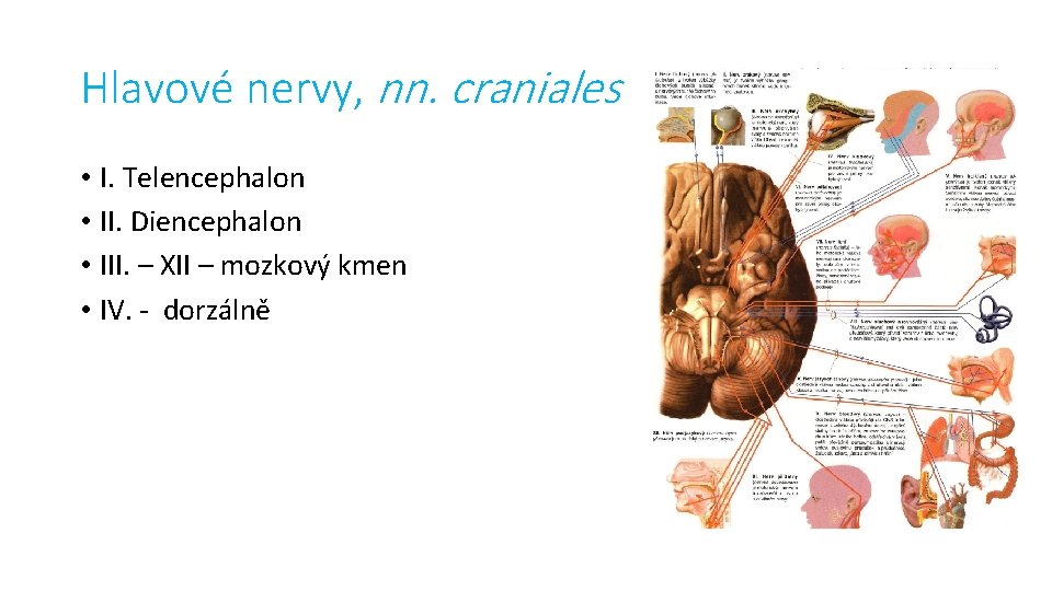 Hlavové nervy, nn. craniales • I. Telencephalon • II. Diencephalon • III. – XII