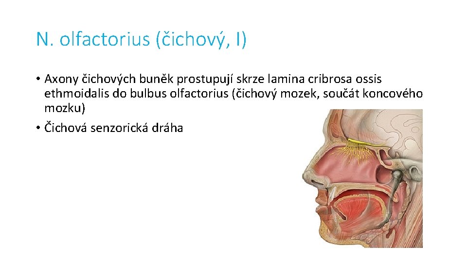 N. olfactorius (čichový, I) • Axony čichových buněk prostupují skrze lamina cribrosa ossis ethmoidalis
