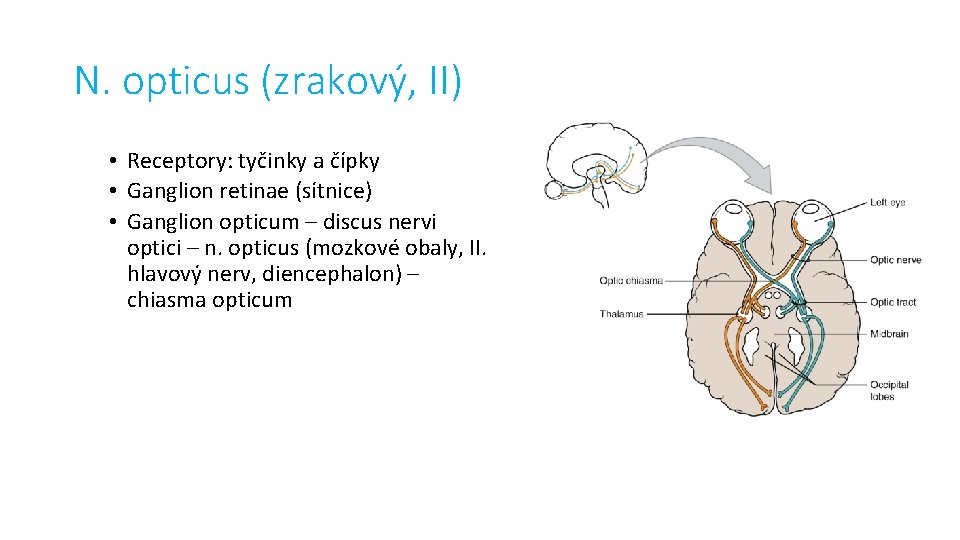 N. opticus (zrakový, II) • Receptory: tyčinky a čípky • Ganglion retinae (sítnice) •