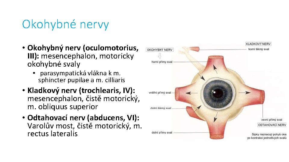Okohybné nervy • Okohybný nerv (oculomotorius, III): mesencephalon, motoricky okohybné svaly • parasympatická vlákna