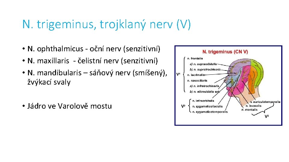 N. trigeminus, trojklaný nerv (V) • N. ophthalmicus - oční nerv (senzitivní) • N.