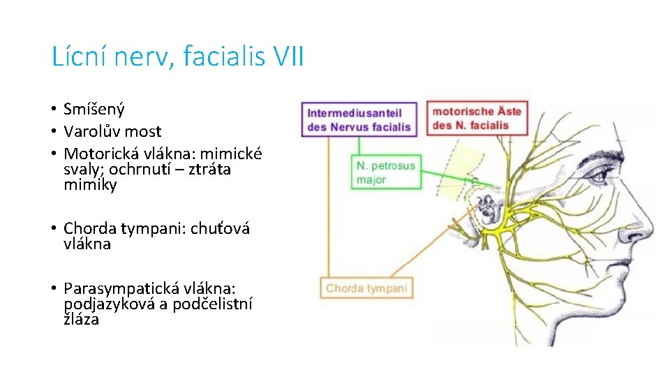 Lícní nerv, facialis VII • Smíšený • Varolův most • Motorická vlákna: mimické svaly;