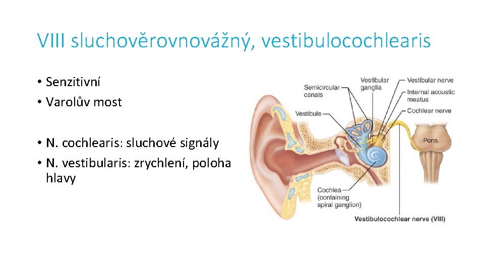 VIII sluchověrovnovážný, vestibulocochlearis • Senzitivní • Varolův most • N. cochlearis: sluchové signály •