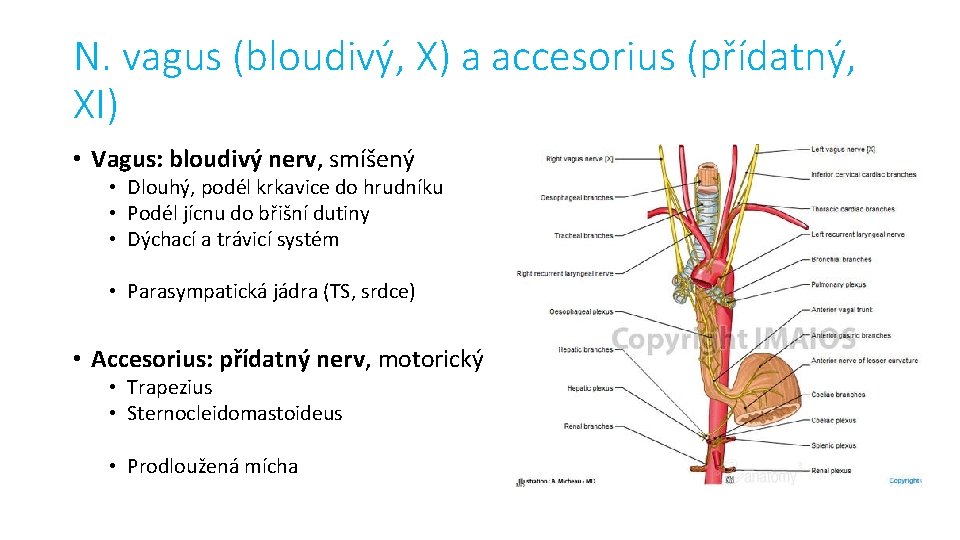 N. vagus (bloudivý, X) a accesorius (přídatný, XI) • Vagus: bloudivý nerv, smíšený •