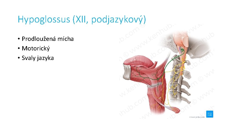 Hypoglossus (XII, podjazykový) • Prodloužená mícha • Motorický • Svaly jazyka 