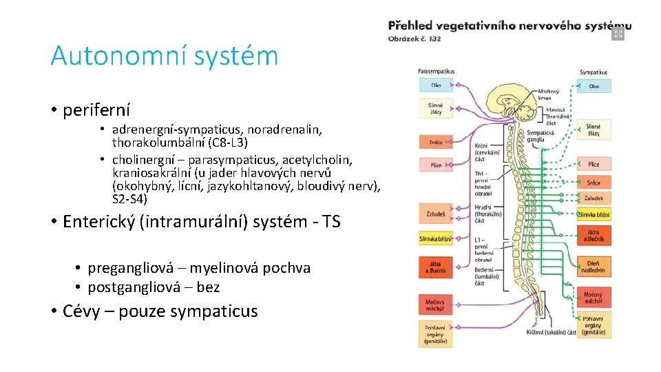 Autonomní systém • periferní • adrenergní-sympaticus, noradrenalin, thorakolumbální (C 8 -L 3) • cholinergní