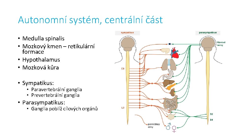 Autonomní systém, centrální část • Medulla spinalis • Mozkový kmen – retikulární formace •