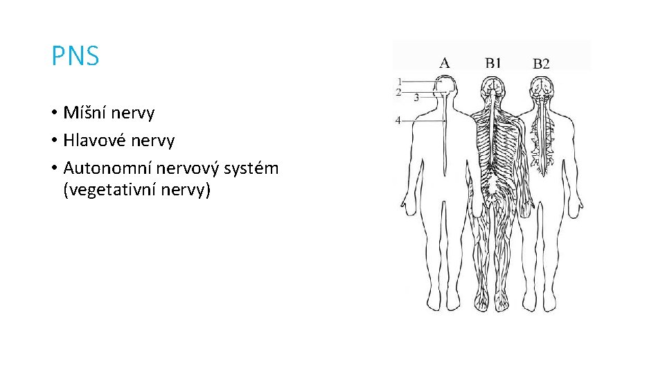 PNS • Míšní nervy • Hlavové nervy • Autonomní nervový systém (vegetativní nervy) 