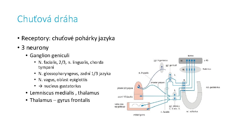 Chuťová dráha • Receptory: chuťové pohárky jazyka • 3 neurony • Ganglion geniculi •