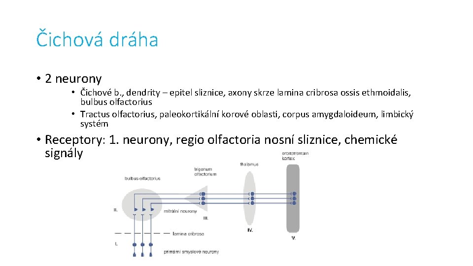 Čichová dráha • 2 neurony • Čichové b. , dendrity – epitel sliznice, axony