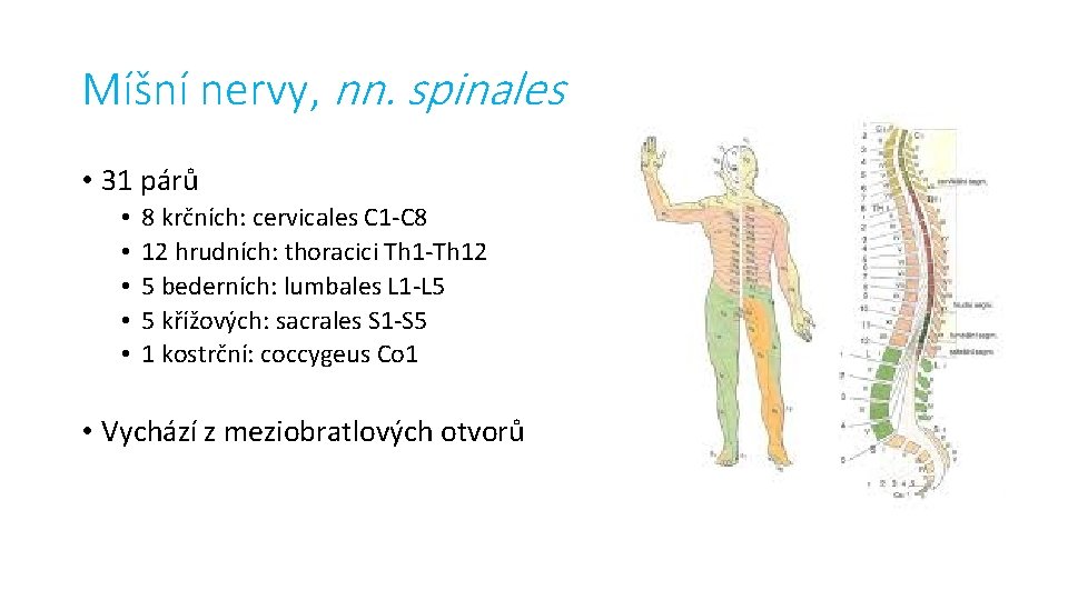 Míšní nervy, nn. spinales • 31 párů • • • 8 krčních: cervicales C