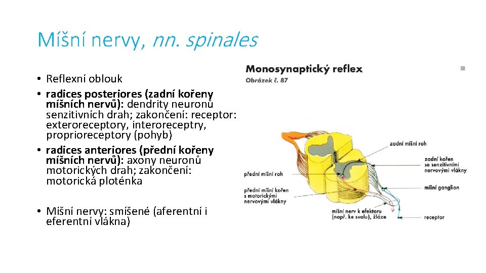 Míšní nervy, nn. spinales • Reflexní oblouk • radices posteriores (zadní kořeny míšních nervů):