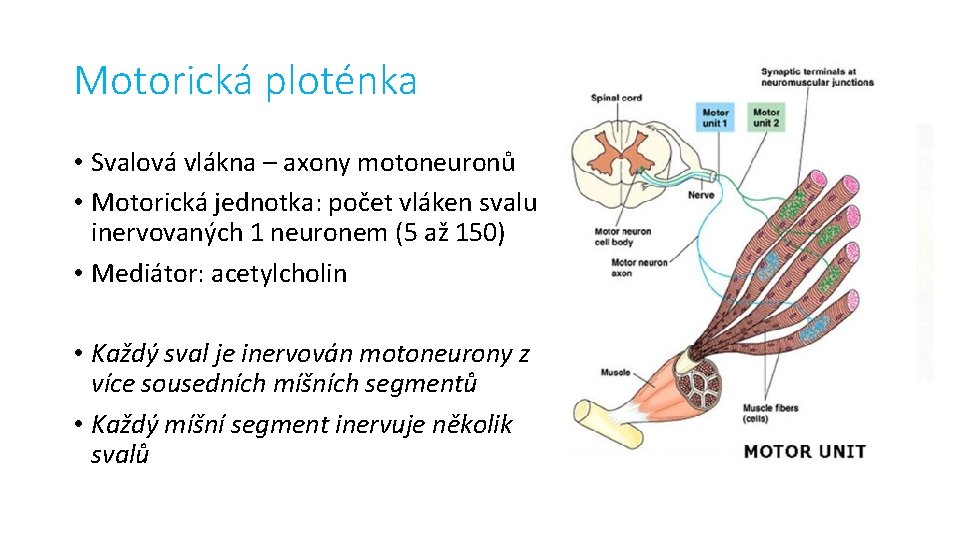 Motorická ploténka • Svalová vlákna – axony motoneuronů • Motorická jednotka: počet vláken svalu