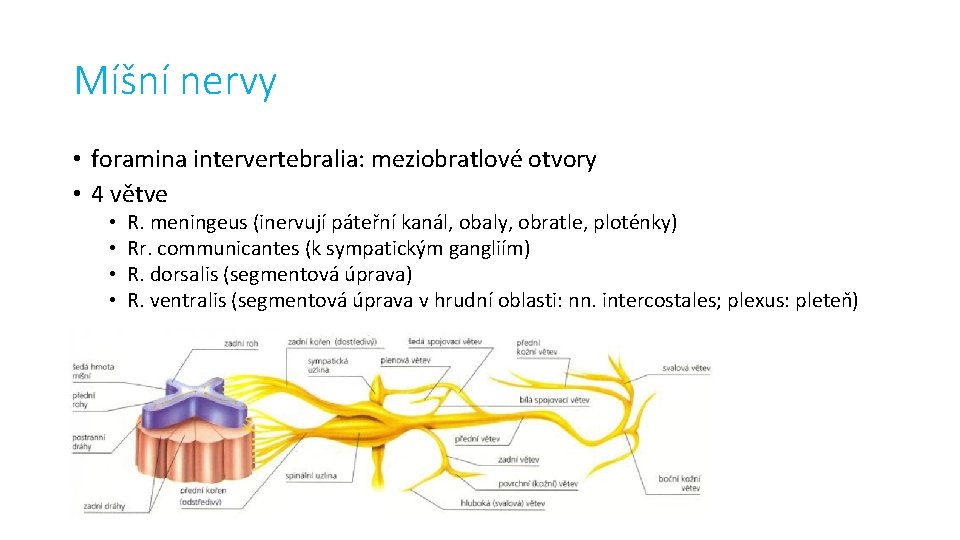 Míšní nervy • foramina intervertebralia: meziobratlové otvory • 4 větve • • R. meningeus