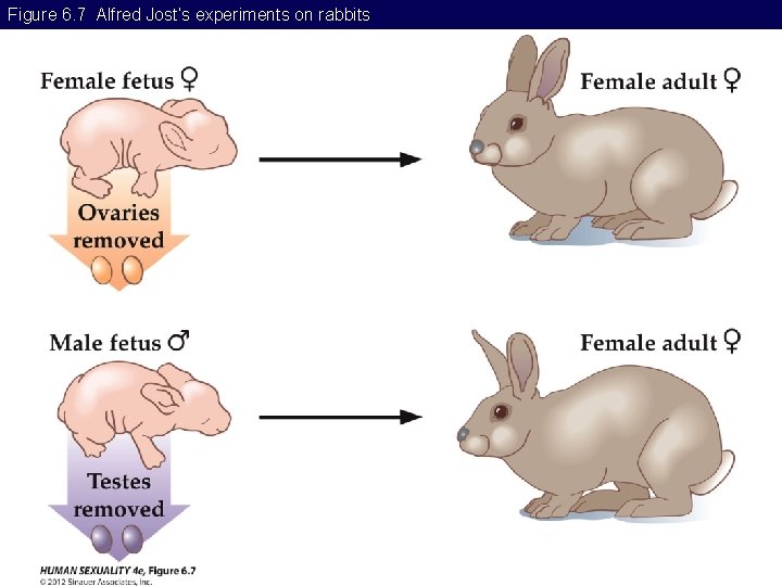 Figure 6. 7 Alfred Jost’s experiments on rabbits 