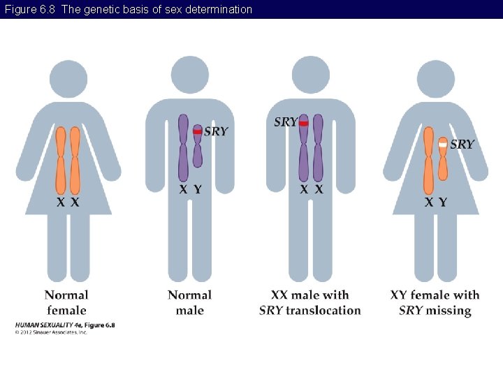 Figure 6. 8 The genetic basis of sex determination 
