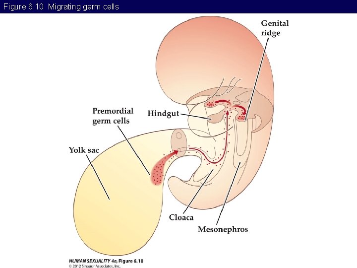 Figure 6. 10 Migrating germ cells 