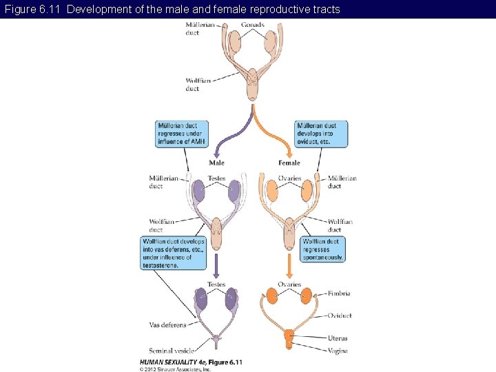 Figure 6. 11 Development of the male and female reproductive tracts 