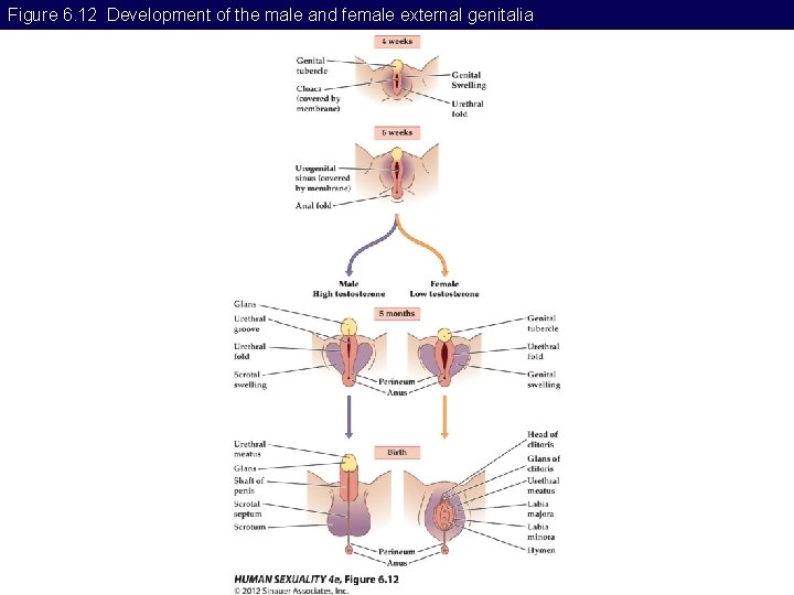Figure 6. 12 Development of the male and female external genitalia 